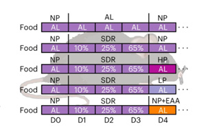 Nature Metabolism：為什么節(jié)食后脂肪會增加，高蛋白質(zhì)是如何幫助減肥的