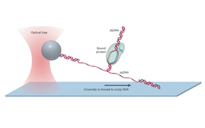 解答CRISPR技術(shù)核心問題：如何微調(diào)Cas蛋白質(zhì)對DNA的控制