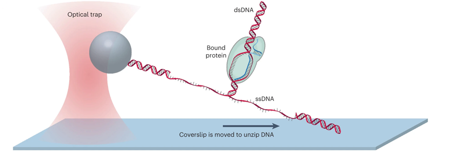 使用DNA解壓縮映射器繪制dCas與DNA相互作用的高分辨率圖 使用DNA解壓縮映射器繪制dCas與DNA相互作用的高分辨率圖