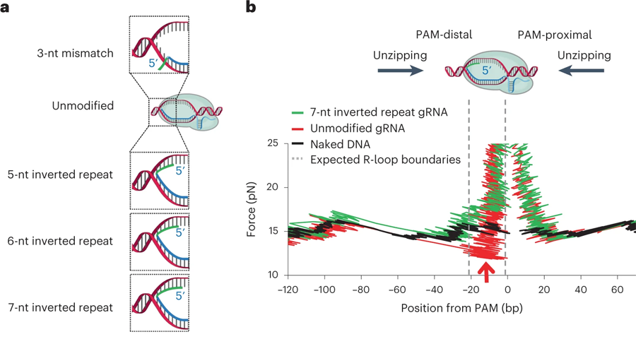 結(jié)合dCas復(fù)合物的轉(zhuǎn)錄讀取的定量測(cè)定 結(jié)合dCas復(fù)合物的轉(zhuǎn)錄讀取的定量測(cè)定