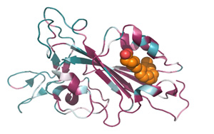 能一勞永逸解決從SARS到Omicron乃至未來變種？發(fā)現(xiàn)致命冠狀病毒共同特征！