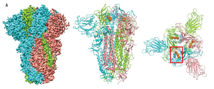 S蛋白三聚體在電子冷凍顯微鏡下，橙色分子為L(zhǎng)A
