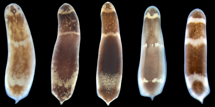 Hofstenia miami Hofstenia miami