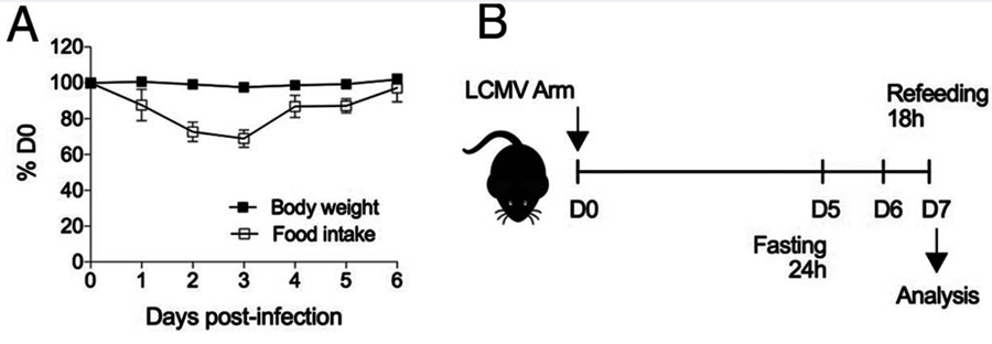 感染期間減少喂養(yǎng)會(huì)減少脾淋巴細(xì)胞數(shù)量 感染期間減少喂養(yǎng)會(huì)減少脾淋巴細(xì)胞數(shù)量