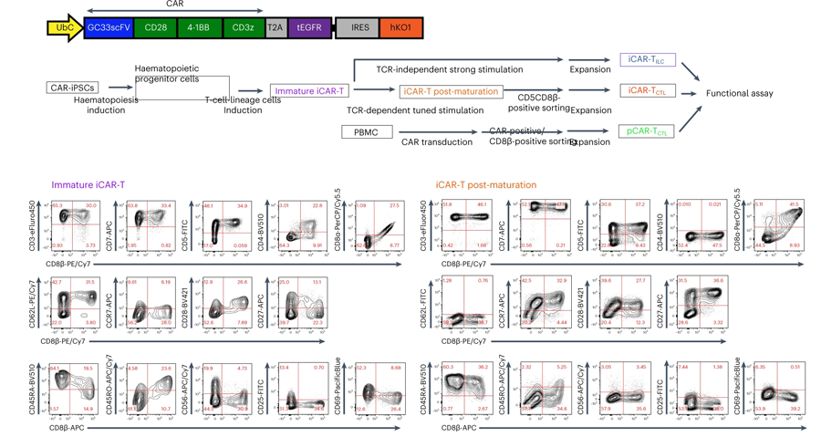 iCAR-T CTL在體內(nèi)抑制腫瘤發(fā)展并聚集在腫瘤位點(diǎn)強(qiáng)于iCAR-T ILC但不及pCAR-T CTL iCAR-T CTL在體內(nèi)抑制腫瘤發(fā)展并聚集在腫瘤位點(diǎn)強(qiáng)于iCAR-T ILC但不及pCAR-T CTL