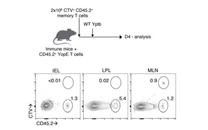 Science子刊：免疫細(xì)胞的新發(fā)現(xiàn)可以改進(jìn)疫苗設(shè)計