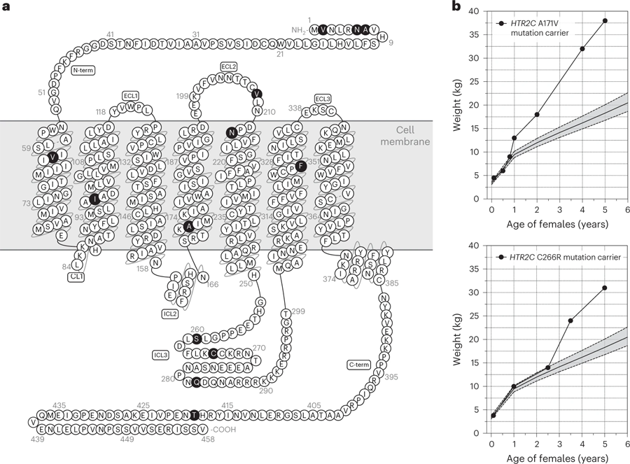 嚴(yán)重肥胖人群中發(fā)現(xiàn)的影響5-HT2CR的罕見(jiàn)變異 嚴(yán)重肥胖人群中發(fā)現(xiàn)的影響5-HT2CR的罕見(jiàn)變異