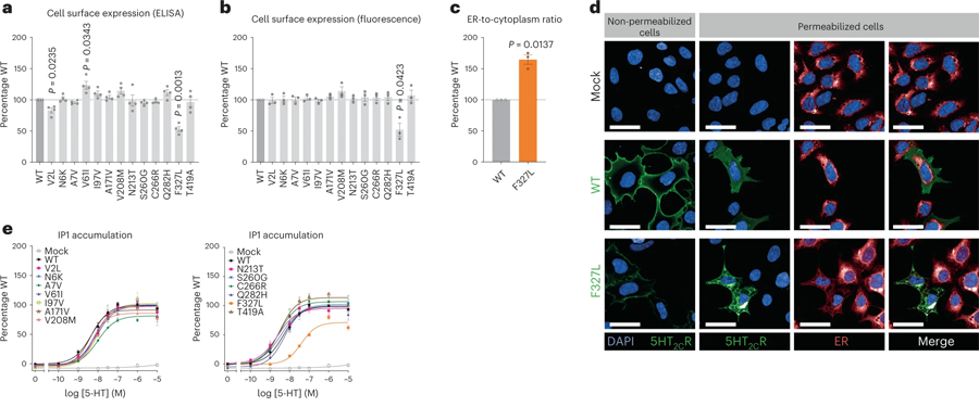 編碼5-HT2CR的基因中的人類變體導(dǎo)致細(xì)胞功能喪失 編碼5-HT2CR的基因中的人類變體導(dǎo)致細(xì)胞功能喪失