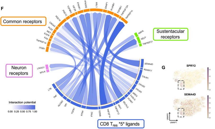 新冠肺炎急性后遺癥嗅覺粘膜下丘樣品中富集了特定的T細(xì)胞亞群 新冠肺炎急性后遺癥嗅覺粘膜下丘樣品中富集了特定的T細(xì)胞亞群