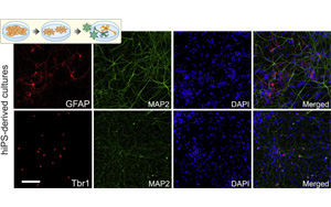 細(xì)胞編程，再現(xiàn)人類細(xì)胞獨(dú)特特征的神經(jīng)網(wǎng)絡(luò)