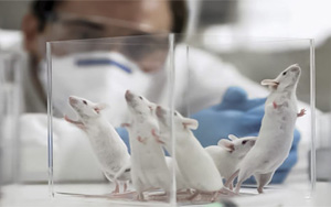 PNAS：最新發(fā)現(xiàn)！常見(jiàn)的甜味劑阿斯巴甜或與焦慮癥發(fā)生直接相關(guān)