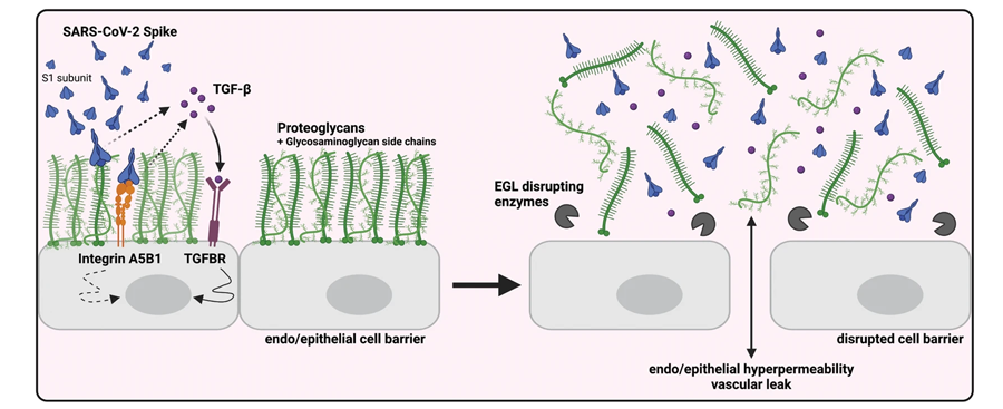 SARS-CoV-2 S觸發(fā)TGF-β的產(chǎn)生，TGF-β信號傳導(dǎo)是S介導(dǎo)的屏障功能障礙所必需的
