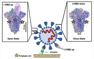 Nature最新研究找到新冠病毒的弱點！