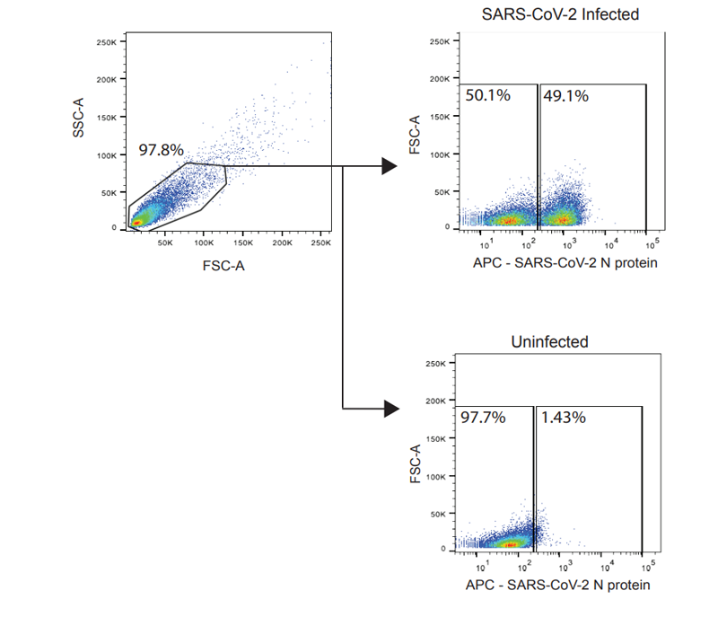 通過流式細胞術(shù)檢測SARS-CoV-2感染細胞的門控策略 通過流式細胞術(shù)檢測SARS-CoV-2感染細胞的門控策略