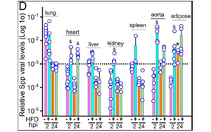 感染新冠誘發(fā)心肌炎？或因病毒S蛋白導(dǎo)致心肌纖維化和收縮功能受損