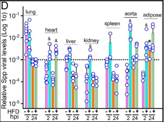 Spp病毒在HFD小鼠中的全身傳播 Spp病毒在HFD小鼠中的全身傳播