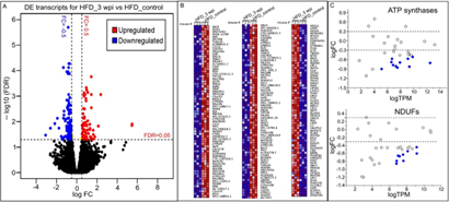 施用Spp病毒誘導(dǎo)HFD小鼠心臟轉(zhuǎn)錄組長期變化 施用Spp病毒誘導(dǎo)HFD小鼠心臟轉(zhuǎn)錄組長期變化