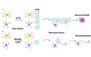 26年前發(fā)現(xiàn)的抗衰老蛋白可以對抗炎癥，避免神經(jīng)元死亡