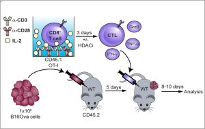 腫瘤治療“黑馬”登場(chǎng)！Nature子刊：100萬(wàn)億腸道細(xì)菌打破CAR-T實(shí)體瘤魔咒