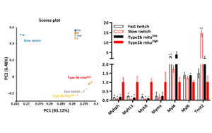 帕金森治療有望！科學(xué)家在小鼠四肢中發(fā)現(xiàn)“超快”肌肉纖維