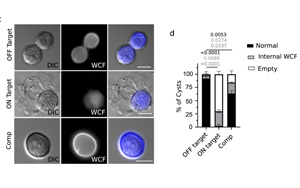CRISPR篩選發(fā)現(xiàn)巨型病毒竟然來自小病毒！