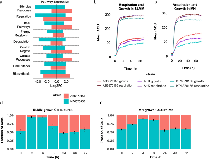 鮑曼氏桿菌AB6870155和肺炎克雷伯菌KP6870155的的呼吸、生長(zhǎng)和基因表達(dá)
