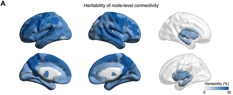 90個節(jié)點(diǎn)的連接顯示出遺傳力顯著基于SNP 90個節(jié)點(diǎn)的連接顯示出遺傳力顯著基于SNP