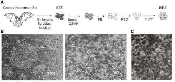馬鐵菊頭蝠多能干細(xì)胞的制備 馬鐵菊頭蝠多能干細(xì)胞的制備P