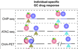 舊藥可新用！Cell子刊揭示糖皮質(zhì)激素藥物相關(guān)副作用的遺傳位點(diǎn)