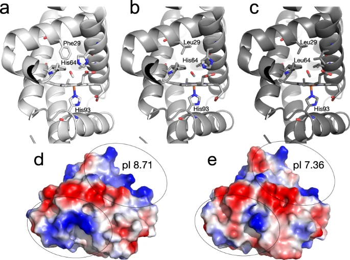 本研究中檢測(cè)了不同的肌紅蛋白變體 本研究中檢測(cè)了不同的肌紅蛋白變體
