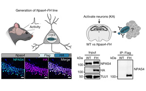 大腦越用越“廢”？Nature發(fā)現(xiàn)神經(jīng)元DNA修復(fù)機(jī)制，或推動相關(guān)疾病研究進(jìn)展