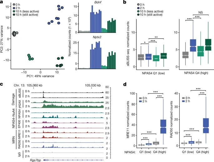 NPAS4-NuA4結(jié)合位點(diǎn)隨著可誘導(dǎo)轉(zhuǎn)錄的消退進(jìn)行DNA修復(fù) NPAS4-NuA4結(jié)合位點(diǎn)隨著可誘導(dǎo)轉(zhuǎn)錄的消退進(jìn)行DNA修復(fù)