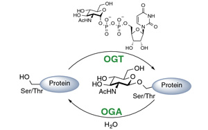 《PNAS》科學(xué)家解開細(xì)胞存活之謎