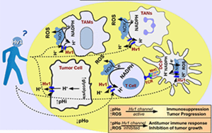 Nature子刊：能抗癌、抗感染，還能讓“造人”更順利，血液中的這種蛋白厲害了！