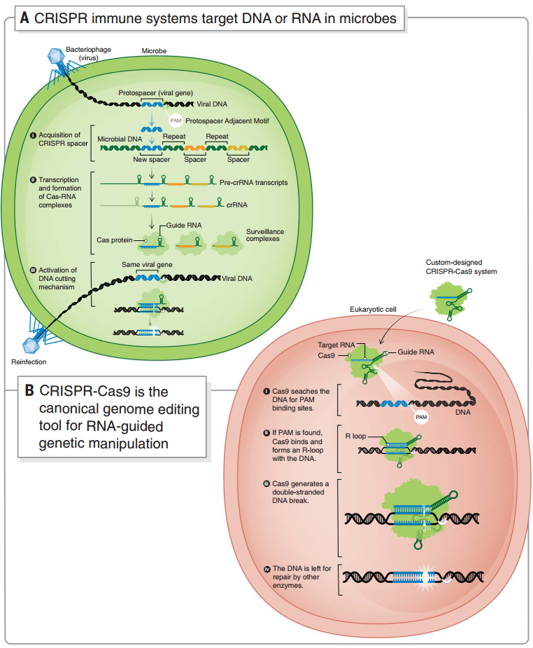 微生物中的 CRISPR 自我防御系統(tǒng)和 CRISPR-Cas9 基因編輯系統(tǒng) 微生物中的 CRISPR 自我防御系統(tǒng)和 CRISPR-Cas9 基因編輯系統(tǒng)
