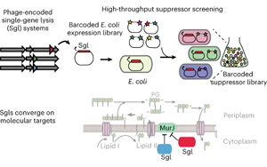 一個全新的抗生素世界！Nature子刊報道單個噬菌體蛋白特性研究新方法