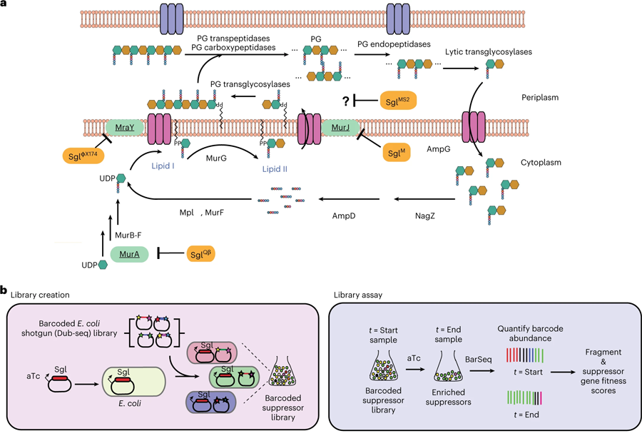 全基因組篩選用于鑒定噬菌體編碼單基因裂解系統(tǒng)的宿主抑制因子 全基因組篩選用于鑒定噬菌體編碼單基因裂解系統(tǒng)的宿主抑制因子