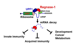 CAR-T療法創(chuàng)始人PNAS發(fā)文：實(shí)體腫瘤治療曙光出現(xiàn)？利用“組合拳”幫助T細(xì)胞