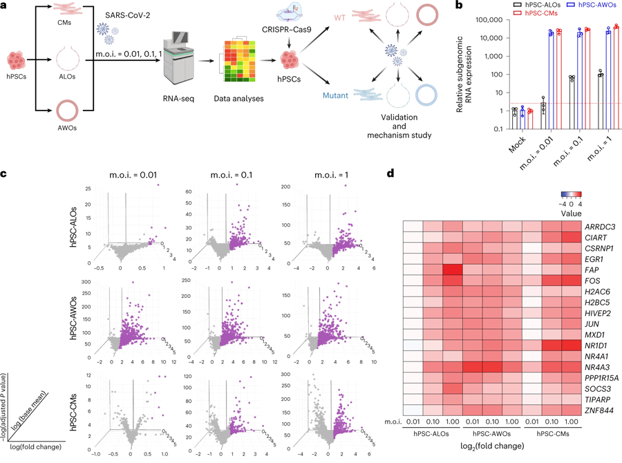 用于識別與SARS-CoV-2感染相關(guān)基因的多類器官平臺 用于識別與SARS-CoV-2感染相關(guān)基因的多類器官平臺