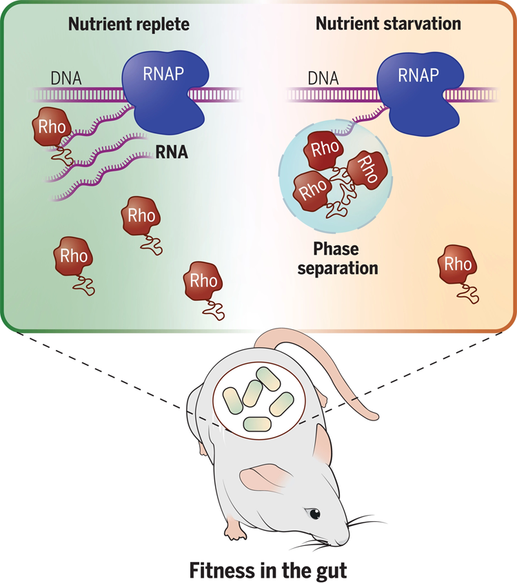 共生細菌擬桿菌中轉錄終止因子Rho的相分離控制基因表達并促進哺乳動物腸道中的細菌適應性 共生細菌擬桿菌中轉錄終止因子Rho的相分離控制基因表達并促進哺乳動物腸道中的細菌適應性