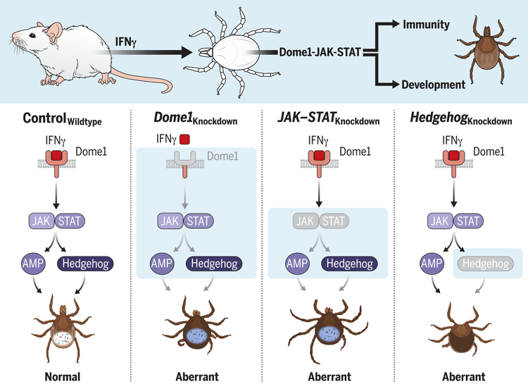共生細(xì)菌擬桿菌中轉(zhuǎn)錄終止因子Rho的相分離控制基因表達(dá)并促進(jìn)哺乳動物腸道中的細(xì)菌適應(yīng)性 共生細(xì)菌擬桿菌中轉(zhuǎn)錄終止因子Rho的相分離控制基因表達(dá)并促進(jìn)哺乳動物腸道中的細(xì)菌適應(yīng)性