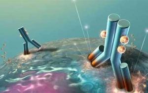 不可錯過的標簽抗體，優(yōu)選西寶生物