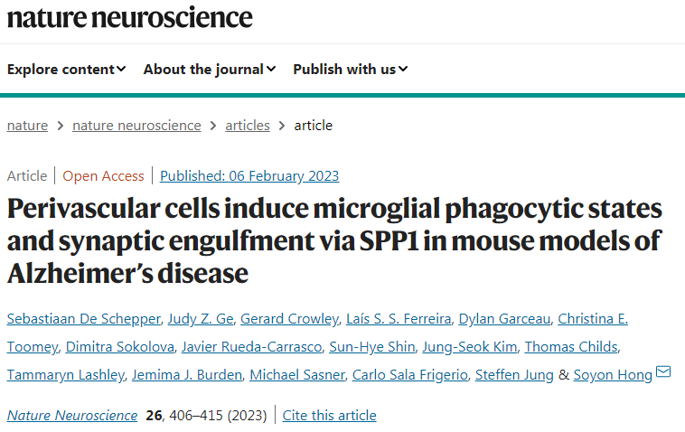 研究人員揭示了小膠質(zhì)細(xì)胞和鄰近的血管周圍巨噬細(xì)胞之間前所未有的通信