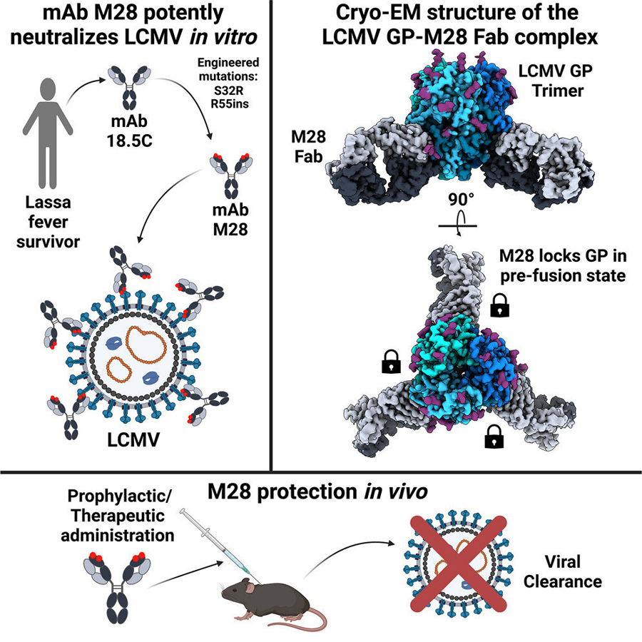 多克隆m28蛋白在體外有效中和LCMV 多克隆m28蛋白在體外有效中和LCMV