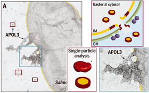 Science發(fā)現(xiàn)！細(xì)胞竟然也有“潔癖”，能自產(chǎn)“洗滌劑”，讓細(xì)菌無(wú)處遁逃