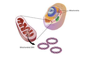 研究發(fā)現(xiàn)，這種“升級(jí)版”輔酶Q10能逆轉(zhuǎn)HIV引起的器官損傷