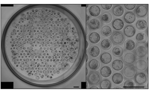 《Nature Protocols》：新突破！能夠模擬人類胚胎植入的模型