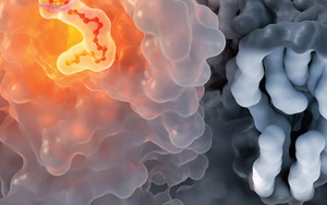 免疫系統(tǒng)絕非隨機(jī)針對病毒蛋白位點(diǎn)產(chǎn)生抗體：到底什么決定了公共抗體反應(yīng)？