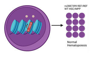 Nature：血癌可以預(yù)防，關(guān)鍵在這個靶點