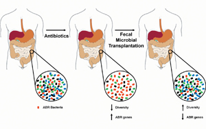 科學(xué)家們發(fā)現(xiàn)了可以減少抗生素對腸道細菌有害副作用的化合物